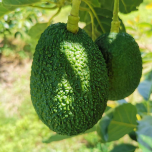 ��(gu��)�a(ch��n)ţ�͹��ں��R������5���N�����L(zh��ng)24��