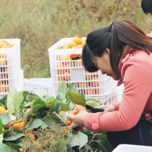 ���x�r(n��ng)��(ch��ng)�Ƴ���Ʒ�����ı����������Ͼ�������������Ⱦ�������