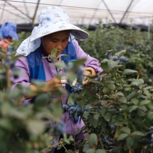 ���������c�����r(n��ng)�I(y��)���F(tu��n)�_(d��)�ɑ�(zh��n)�Ժ���