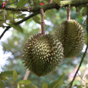 ��ɏ�����N���~��2�|�����x���г��m(x��)�������r�����Ʒ��