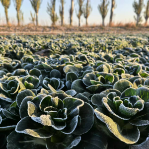 �ﶬ������ζ�����������R�ϼܵ�һ��˪���