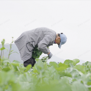 ��һ������߲ˡ���Ҏ(gu��)ģ���У����{(l��n)������ϼܺ��R