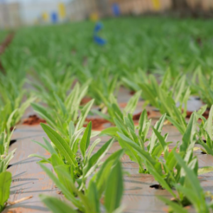 �A���f�ҟ��l(xi��ng)Ӌ��֮�ټһ��ؽ��O����վ���P���|�X�߲˻�����ʽ��Ļ