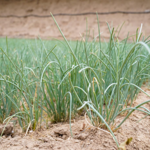 �����I�˼Ӵa���a(ch��n)���L(f��ng)ζ����Ӌ��ֱ��5000�fԪ���C����ڲˡ�