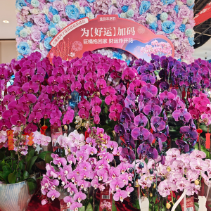 ��ݮ���������_ʼ���С����ڡ� �����R�װl(f��)�ϼܺ����m��Ʒ�������顱